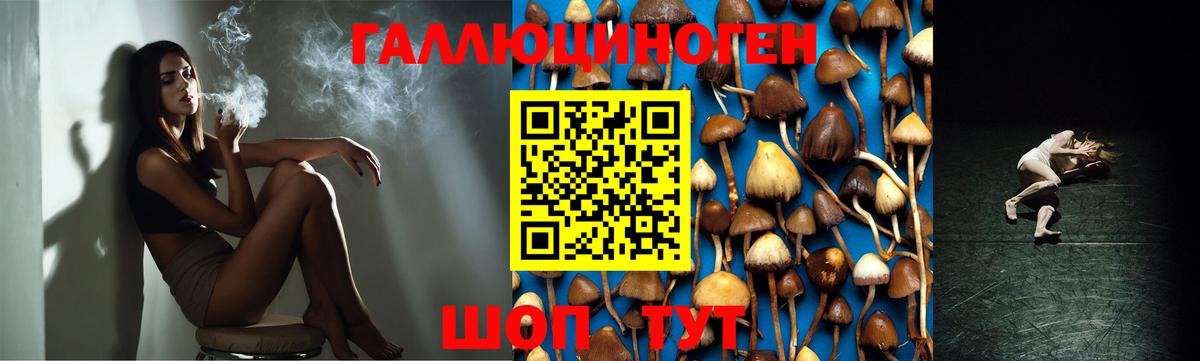 Химки  Псилоцибиновые грибы Psilocybine cubensis  Галлюциногенные грибы Psilocybine cubensis  Вход с VPN 